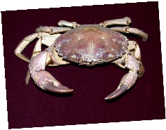 http://www.museumkiev.org/photo/crab1.jpg